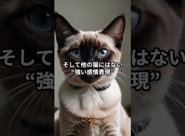 【シャム猫②】感情豊かな天才アルビノ猫！ #shorts #動物 #雑学 #サイアミーズ #猫 #ネコ