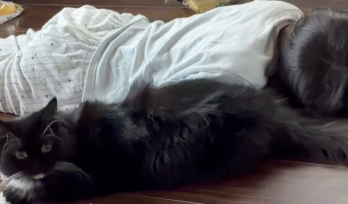 床暖房トラップに簡単に捕まる娘と猫　ラガマフィン