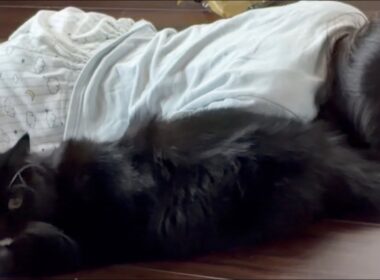 床暖房トラップに簡単に捕まる娘と猫　ラガマフィン