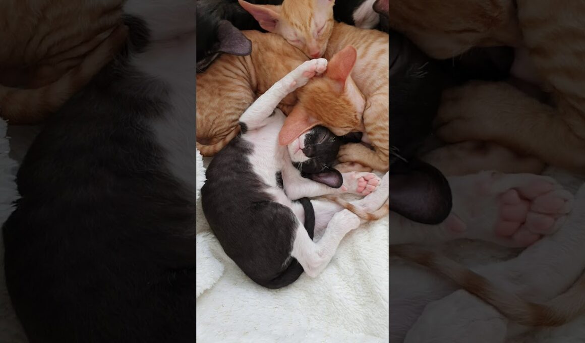 Cornish Rex Kitten sleeping so cute!!!