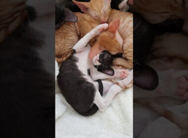 Cornish Rex Kitten sleeping so cute!!!