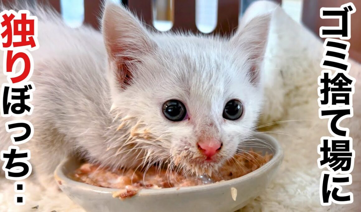 雨の夜...娘が救った子猫､検査結果に野良猫の現実を知る
