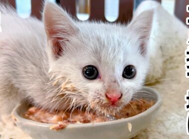 雨の夜...娘が救った子猫､検査結果に野良猫の現実を知る