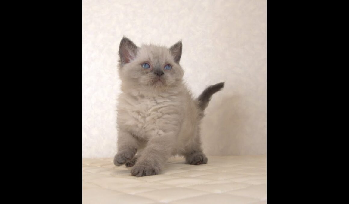 セルカークレックス子猫　Selkirk Rex　2025.９.26産まれ　ブルーポイント　巻き毛　女の子　シーダキャット猫のお店