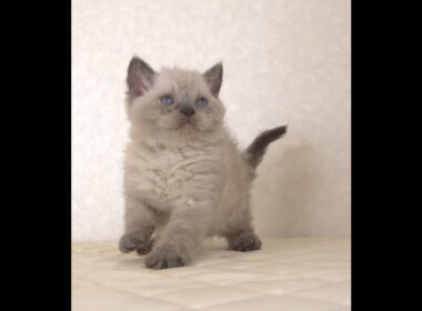 セルカークレックス子猫　Selkirk Rex　2025.９.26産まれ　ブルーポイント　巻き毛　女の子　シーダキャット猫のお店