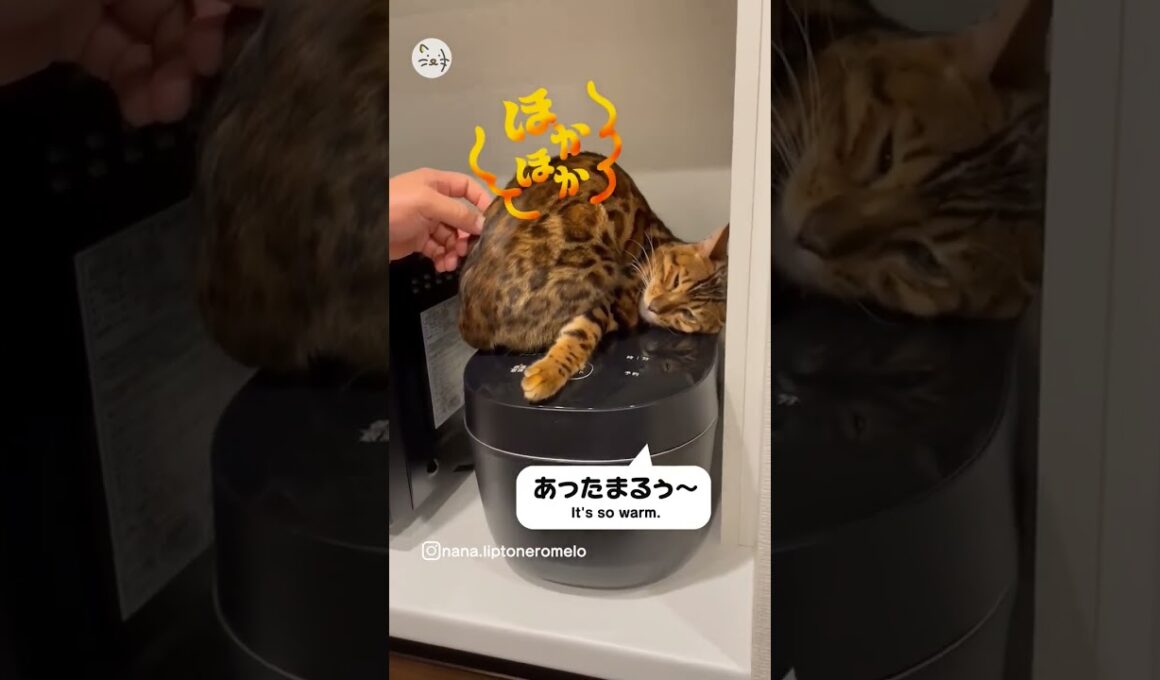 炊飯器で暖とってます🐈ベンガル猫のRomeroくん！Warm up in a rice cooker！ #猫王国 #ベンガル #猫動画に癒される #猫のいる暮らし #cat