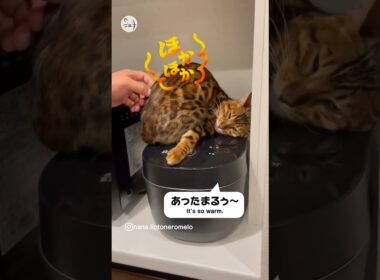炊飯器で暖とってます🐈ベンガル猫のRomeroくん！Warm up in a rice cooker！ #猫王国 #ベンガル #猫動画に癒される #猫のいる暮らし #cat