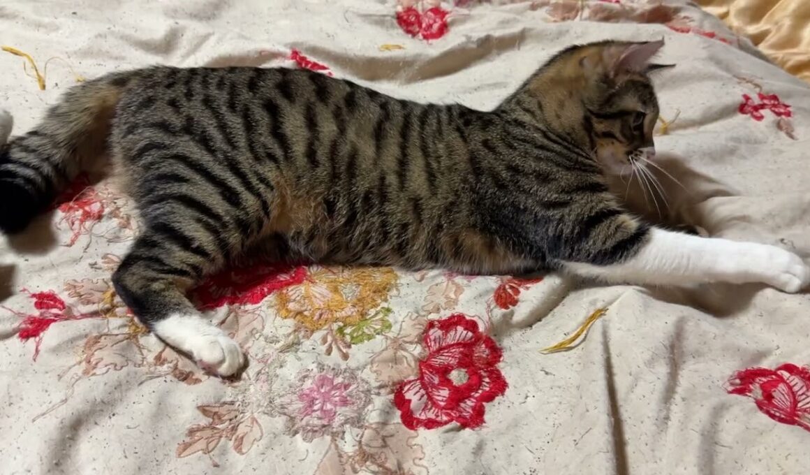 ネコジャラシを、おねだりPLAYするキジシロのルル。シッポ、眠ってるシャムの雫に乗ってるんですけど