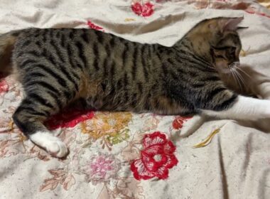 ネコジャラシを、おねだりPLAYするキジシロのルル。シッポ、眠ってるシャムの雫に乗ってるんですけど