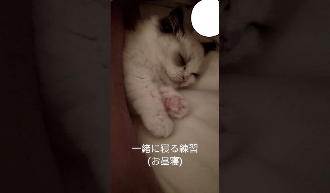 まだ自力でベッド登れなくて可愛い。 #shorts #ラグドール #子猫 #猫のいる生活 #甘えん坊猫 #ぬいぐるみ猫