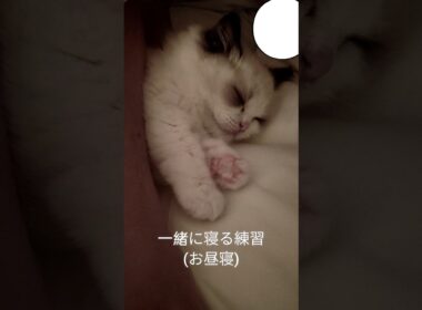 まだ自力でベッド登れなくて可愛い。 #shorts #ラグドール #子猫 #猫のいる生活 #甘えん坊猫 #ぬいぐるみ猫
