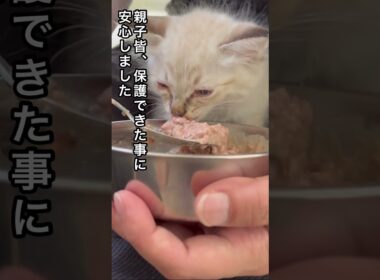 子猫3匹と母猫を保護〜虫に侵されていた小さな命〜 #癒し #ジブリ #ねこ動画 #ねこ #ねこのいる暮らし #ほごねこ #かわいい動物 #かわいい猫 #ほっこりする話