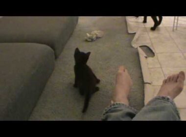 Havana Brown Kittens 1 month old