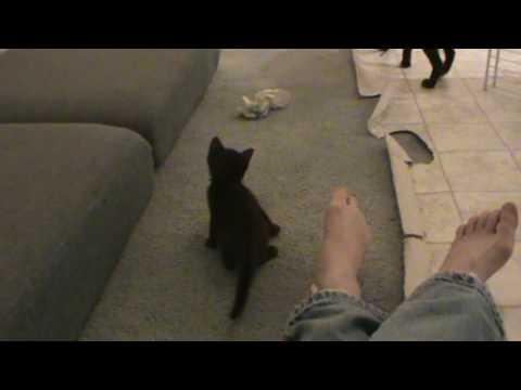 Havana Brown Kittens 1 month old