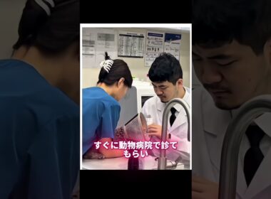 突然！やせ細った猫が我が家にやって来た！！#動物保護  #cat