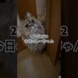 2025/11/22今日のしーちゃん #猫 #ペルシャ #シエル #cat #猫のいる暮らし