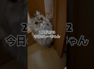 2025/11/22今日のしーちゃん #猫 #ペルシャ #シエル #cat #猫のいる暮らし