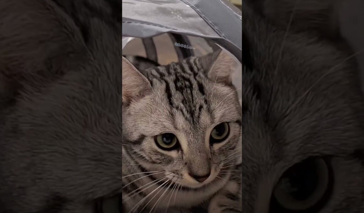 ｢顔だけチラリ覗かせる猫｣#shorts #cat #アメショ #アメリカンショートヘアー #猫 #ねこ #猫のいる暮らし  #