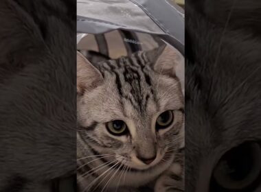 ｢顔だけチラリ覗かせる猫｣#shorts #cat #アメショ #アメリカンショートヘアー #猫 #ねこ #猫のいる暮らし  #