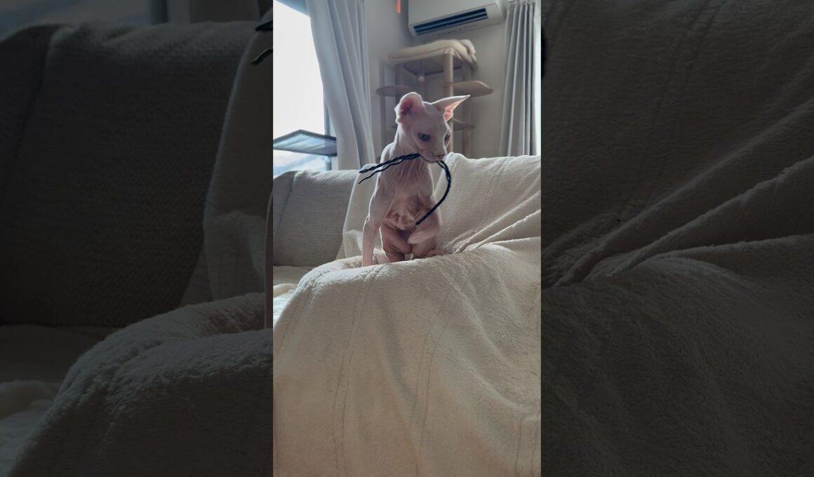 紐遊びが大好きな猫アレクサンドラ【スフィンクス】