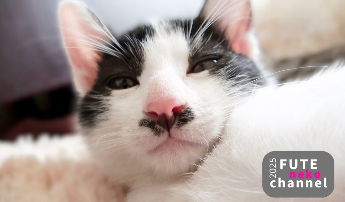 思わず吸い込まれるチョビ…【保護子猫】
