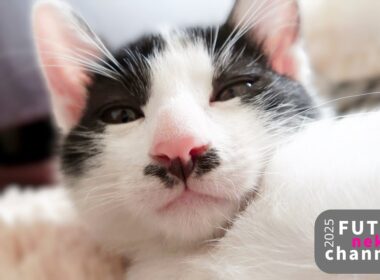 思わず吸い込まれるチョビ…【保護子猫】