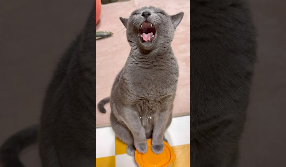 【ロシアンブルー】早朝のおねだりの光景です🤗めろん🍈今日も早起きお付き合いありがとう🥹【猫】#shorts