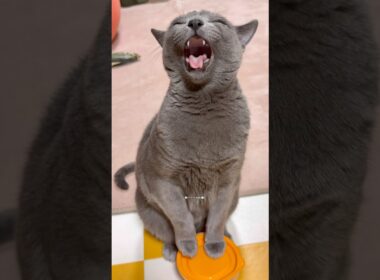 【ロシアンブルー】早朝のおねだりの光景です🤗めろん🍈今日も早起きお付き合いありがとう🥹【猫】#shorts