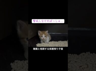 保護預かり直後の子猫、睡魔と格闘する #cat  #猫  #ねこ  #保護猫 #cute #猫のいる暮らし #子猫 #kitten #shorts  #こねこ