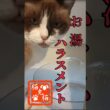 水！？お〜湯！時間との戦い #automobile #tnr #ねこ #スノーシュー猫 #cat #猫のいる暮らし #shortvideo #ネコ