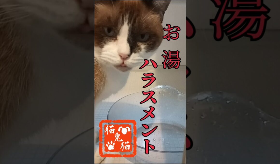 水！？お〜湯！時間との戦い #automobile #tnr #ねこ #スノーシュー猫 #cat #猫のいる暮らし #shortvideo #ネコ