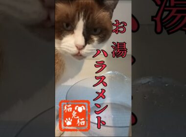 水！？お〜湯！時間との戦い #automobile #tnr #ねこ #スノーシュー猫 #cat #猫のいる暮らし #shortvideo #ネコ