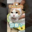 初めてのトリミングをしに2歳サイベリアンが動物病院にやって来た！