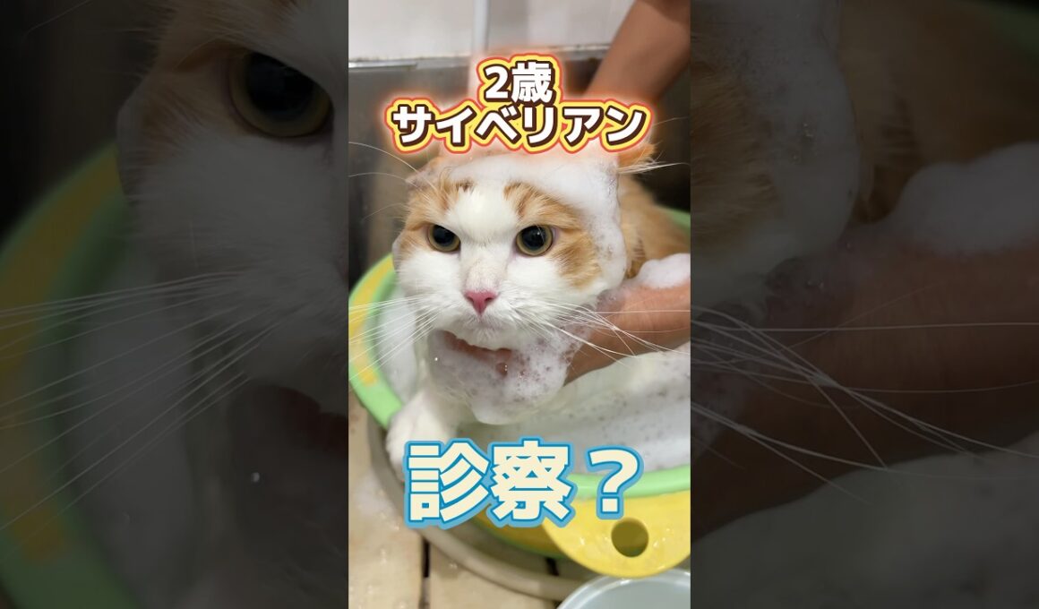 初めてのトリミングをしに2歳サイベリアンが動物病院にやって来た！