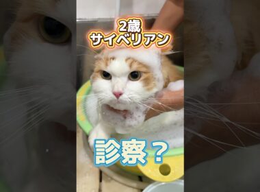 初めてのトリミングをしに2歳サイベリアンが動物病院にやって来た！