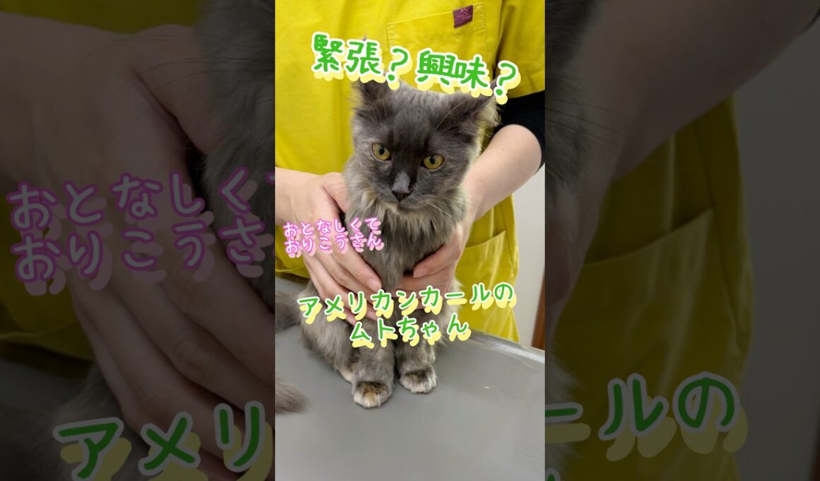 アメリカンカールのムトちゃん初めての病院#こもれびペットクリニック #動物病院 #癒し #cat #緊張 #かわいい #猫 #アメリカンカール #キティ #キトン#kitten #診察