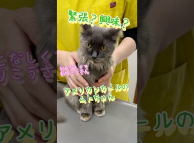 アメリカンカールのムトちゃん初めての病院#こもれびペットクリニック #動物病院 #癒し #cat #緊張 #かわいい #猫 #アメリカンカール #キティ #キトン#kitten #診察