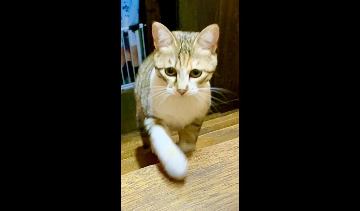 ママが呼ぶと「うるるる」って連続でお返事しながら駆け寄ってくる子猫 #shorts