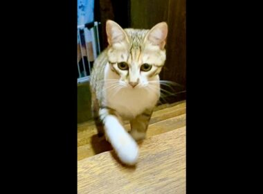 ママが呼ぶと「うるるる」って連続でお返事しながら駆け寄ってくる子猫 #shorts