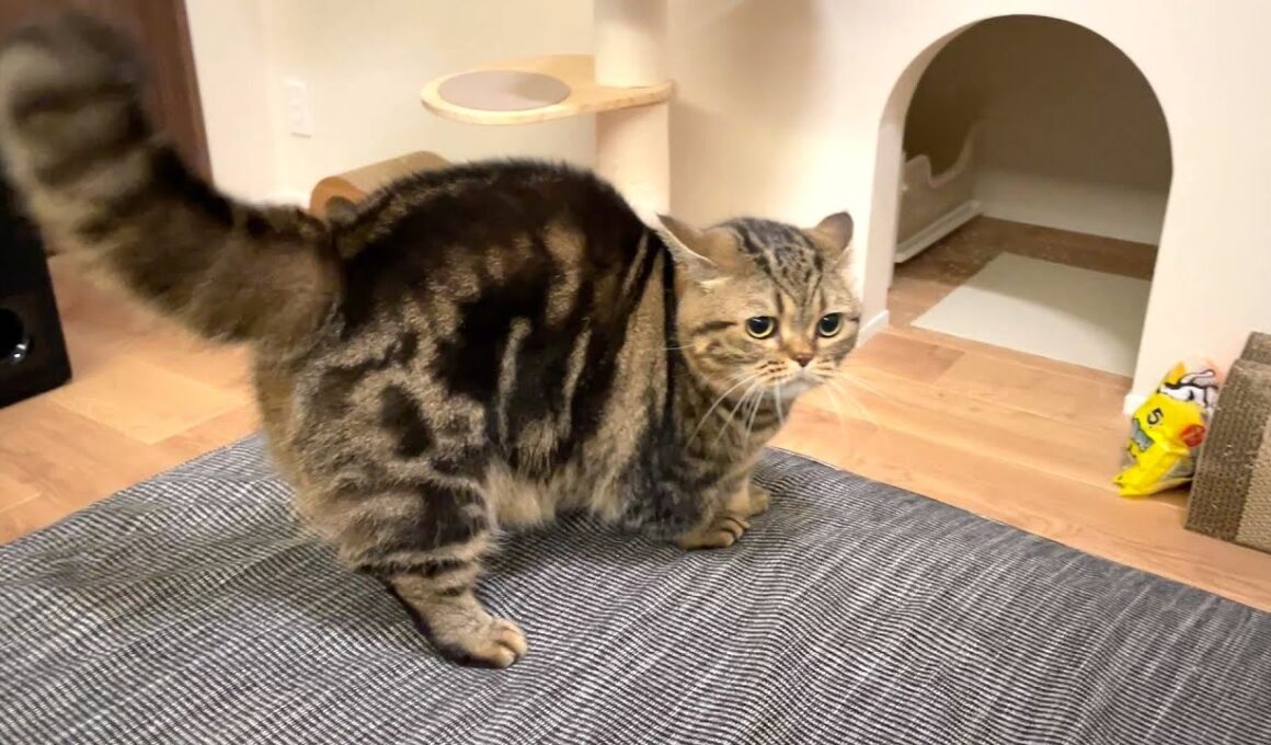 短足マンチカンの全力追いかけっこが可愛すぎる！