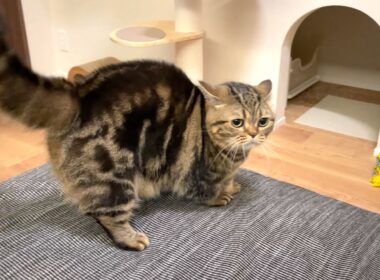 短足マンチカンの全力追いかけっこが可愛すぎる！