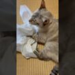 ワイシャツと猫 #保護猫 #シャムミックス #cat #ねこ #猫のいる暮らし #shorts