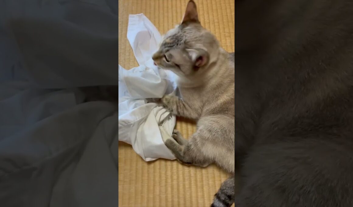 ワイシャツと猫 #保護猫 #シャムミックス #cat #ねこ #猫のいる暮らし #shorts