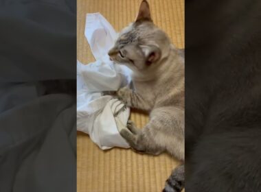 ワイシャツと猫 #保護猫 #シャムミックス #cat #ねこ #猫のいる暮らし #shorts