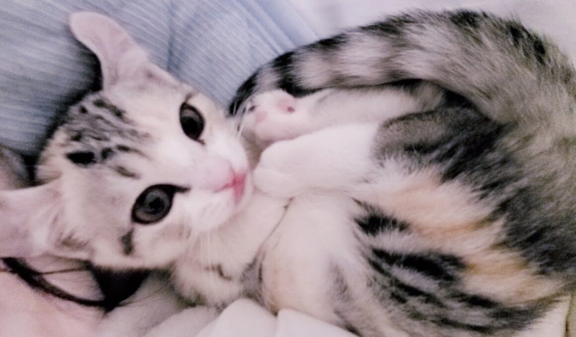 [子猫] ママのそばから離れようとしない子猫はこちらです  #28