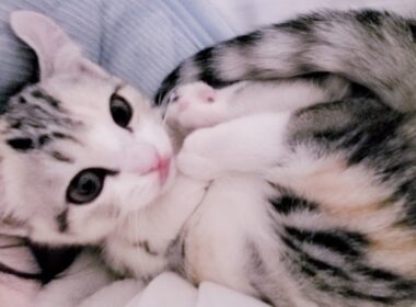 [子猫] ママのそばから離れようとしない子猫はこちらです  #28