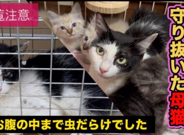 【もぐら家に来た3匹の子猫とお母さんの物語】〜無駄な命なんてない〜