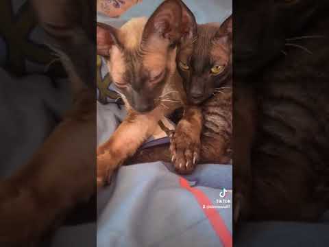 Cornish Rex big brothers😺😸 sleeping so sweet.