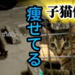 【ガリガリに痩せた子猫を保護‼️】駐車場で危ない‼️ピノちゃまそっくり！