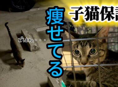 【ガリガリに痩せた子猫を保護‼️】駐車場で危ない‼️ピノちゃまそっくり！